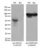 SMAD Family Member 1 antibody, LS-C788521, Lifespan Biosciences, Western Blot image 