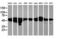 Ring Finger Protein 113B antibody, MA5-25826, Invitrogen Antibodies, Western Blot image 