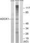 AarF Domain Containing Kinase 1 antibody, abx013678, Abbexa, Western Blot image 