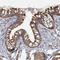 LRP2 Binding Protein antibody, HPA036665, Atlas Antibodies, Immunohistochemistry frozen image 