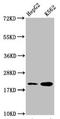 H12 antibody, LS-C670340, Lifespan Biosciences, Western Blot image 