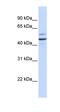 Cullin 2 antibody, orb331560, Biorbyt, Western Blot image 
