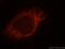 Mitochondrial Ribosomal Protein S23 antibody, 18345-1-AP, Proteintech Group, Immunofluorescence image 