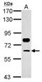 Transcription Factor CP2 antibody, NBP2-14917, Novus Biologicals, Western Blot image 