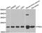 Neuronal Calcium Sensor 1 antibody, LS-C334734, Lifespan Biosciences, Western Blot image 