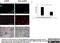 Mannose Receptor C-Type 1 antibody, MCA2155T, Bio-Rad (formerly AbD Serotec) , Immunohistochemistry frozen image 