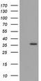 Glyoxylate reductase/hydroxypyruvate reductase antibody, TA502091S, Origene, Western Blot image 