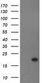 Cystatin C antibody, TA504494S, Origene, Western Blot image 