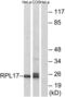 Ribosomal Protein L17 antibody, LS-B7683, Lifespan Biosciences, Western Blot image 