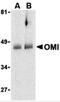 Serine protease HTRA2, mitochondrial antibody, 3319, ProSci, Western Blot image 