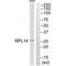60S ribosomal protein L14 antibody, A07781, Boster Biological Technology, Western Blot image 
