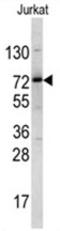 NF-kappa-B-repressing factor antibody, AP17593PU-N, Origene, Western Blot image 