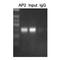 Transcription Factor AP-2 Alpha antibody, LS-C352913, Lifespan Biosciences, Chromatin Immunoprecipitation image 