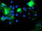 PDZ And LIM Domain 2 antibody, TA502710, Origene, Immunofluorescence image 