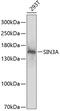Paired amphipathic helix protein Sin3a antibody, 15-271, ProSci, Western Blot image 