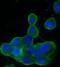 Synaptosome Associated Protein 25 antibody, FNab08057, FineTest, Immunofluorescence image 