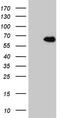 CCD36 antibody, LS-C798995, Lifespan Biosciences, Western Blot image 