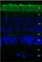 Rhodopsin antibody, SMC-176D-A655, StressMarq, Immunohistochemistry frozen image 