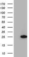 Regulator Of G Protein Signaling 10 antibody, CF812338, Origene, Western Blot image 