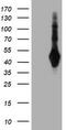SH2 domain-containing protein 2A antibody, CF504372, Origene, Western Blot image 