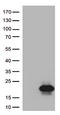 Melan-A antibody, TA506051AM, Origene, Western Blot image 