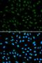 Albumin antibody, orb48278, Biorbyt, Immunofluorescence image 