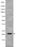 p21 antibody, abx149164, Abbexa, Western Blot image 