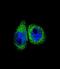 Cytochrome P450 Family 7 Subfamily B Member 1 antibody, abx034104, Abbexa, Immunofluorescence image 
