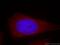 Myosin Phosphatase Rho Interacting Protein antibody, 20040-1-AP, Proteintech Group, Immunofluorescence image 