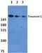 Tenascin C antibody, A00936, Boster Biological Technology, Western Blot image 