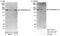 Cc1 antibody, A301-536A, Bethyl Labs, Immunoprecipitation image 