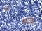 LIM And Cysteine Rich Domains 1 antibody, LS-C786197, Lifespan Biosciences, Immunohistochemistry frozen image 