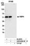WW Domain Binding Protein 4 antibody, A305-693A-M, Bethyl Labs, Immunoprecipitation image 