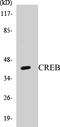 CAMP Responsive Element Binding Protein 1 antibody, EKC1140, Boster Biological Technology, Western Blot image 