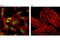 Forkhead Box A2 antibody, 8186T, Cell Signaling Technology, Immunocytochemistry image 