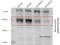 CDC Like Kinase 3 antibody, H00001198-M05, Novus Biologicals, Western Blot image 