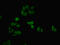 F-Box Protein 25 antibody, orb35886, Biorbyt, Immunofluorescence image 