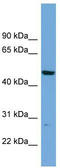 PNMA Family Member 8A antibody, TA344907, Origene, Western Blot image 