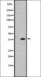 Olfactory Receptor Family 7 Subfamily E Member 24 antibody, orb335643, Biorbyt, Western Blot image 