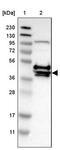 Cysteine-rich with EGF-like domain protein 2 antibody, PA5-51422, Invitrogen Antibodies, Western Blot image 