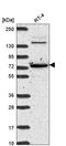 C-Maf Inducing Protein antibody, HPA054424, Atlas Antibodies, Western Blot image 