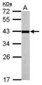 Nuclear Receptor Subfamily 1 Group I Member 3 antibody, PA5-29866, Invitrogen Antibodies, Western Blot image 