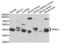 Nuclear distribution protein nudE-like 1 antibody, abx004424, Abbexa, Western Blot image 