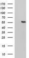 Fibrinogen Gamma Chain antibody, TA507156, Origene, Western Blot image 