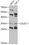 Collectin-11 antibody, 19-507, ProSci, Western Blot image 