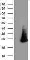 Methyltransferase Like 21A antibody, TA503923, Origene, Western Blot image 