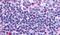 PAR-1 antibody, PA5-34264, Invitrogen Antibodies, Immunohistochemistry frozen image 