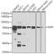 OXLA antibody, 23-542, ProSci, Western Blot image 