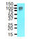 Amyloid Beta Precursor Protein antibody, AM09000PU-N, Origene, Western Blot image 