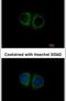 Mitochondrial Ribosomal Protein S10 antibody, PA5-31493, Invitrogen Antibodies, Immunofluorescence image 